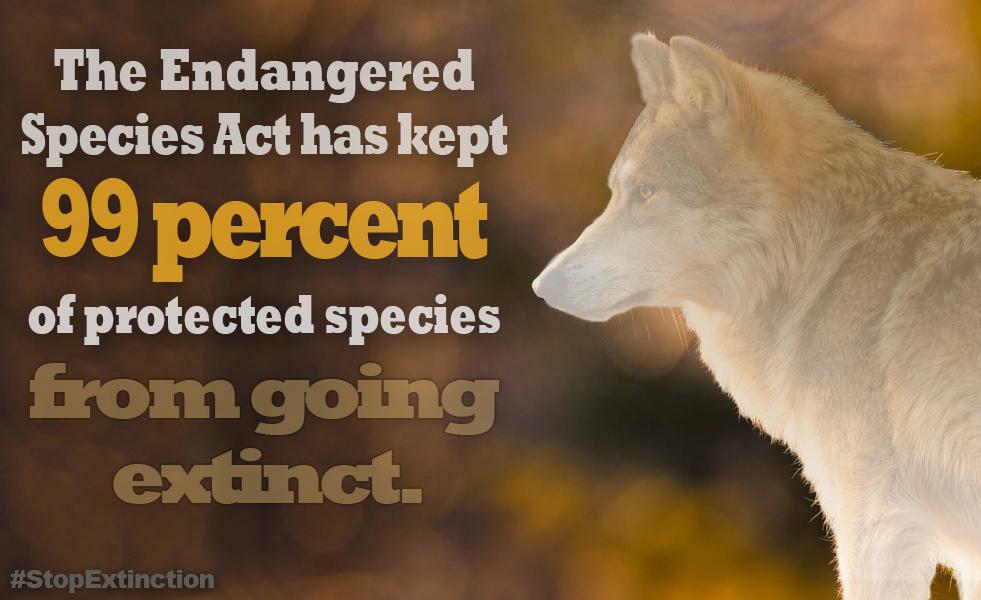 The Endangered Species Act has kept 99 percent of protected species from going extinct