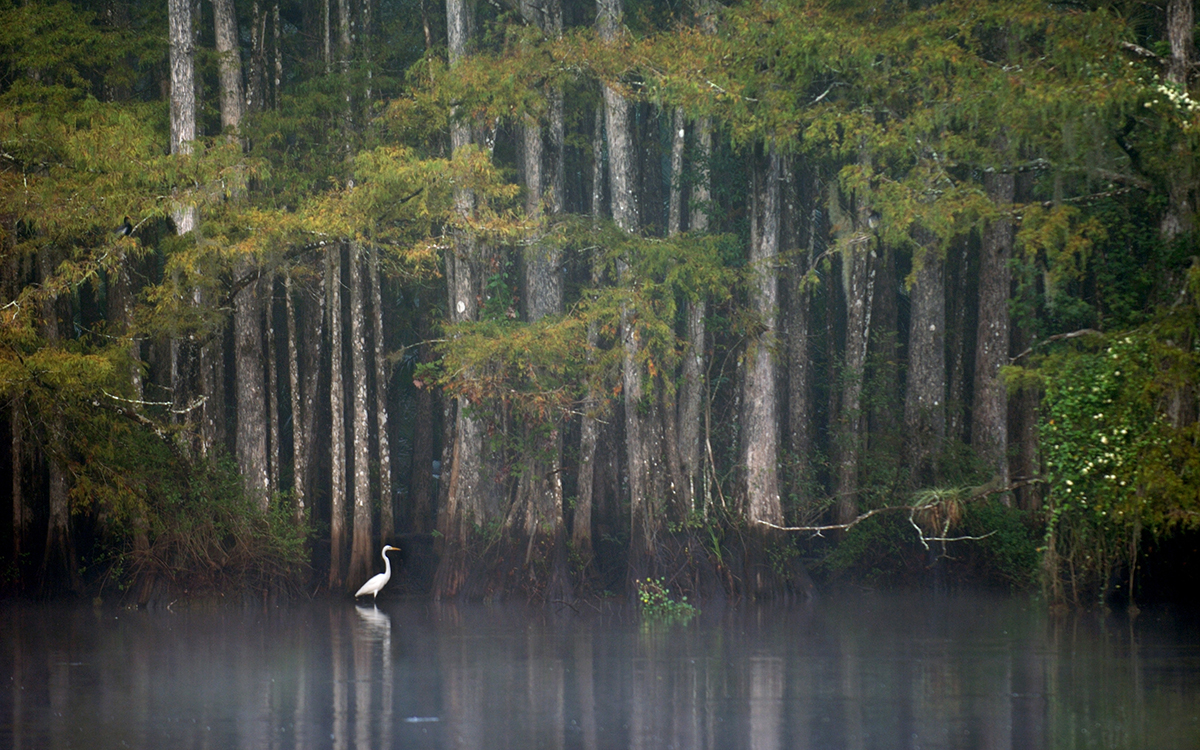 A great egret forages in water in front of a vast backdrop of cypress trees