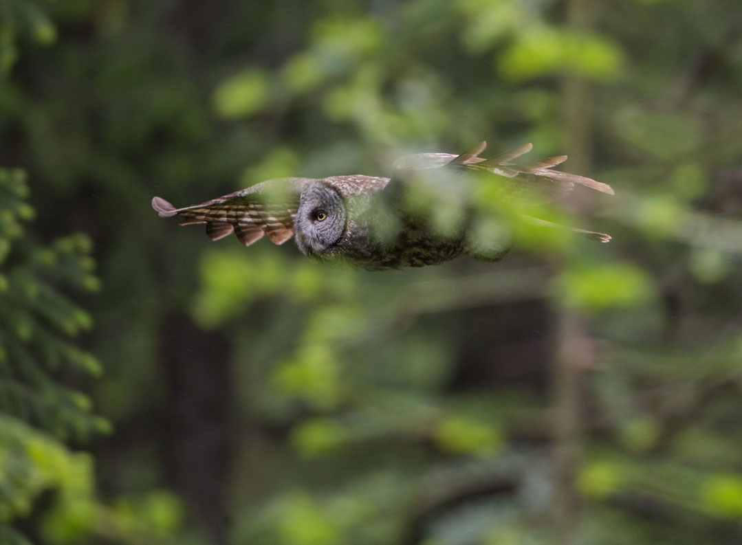 Great Gray Owl Flying