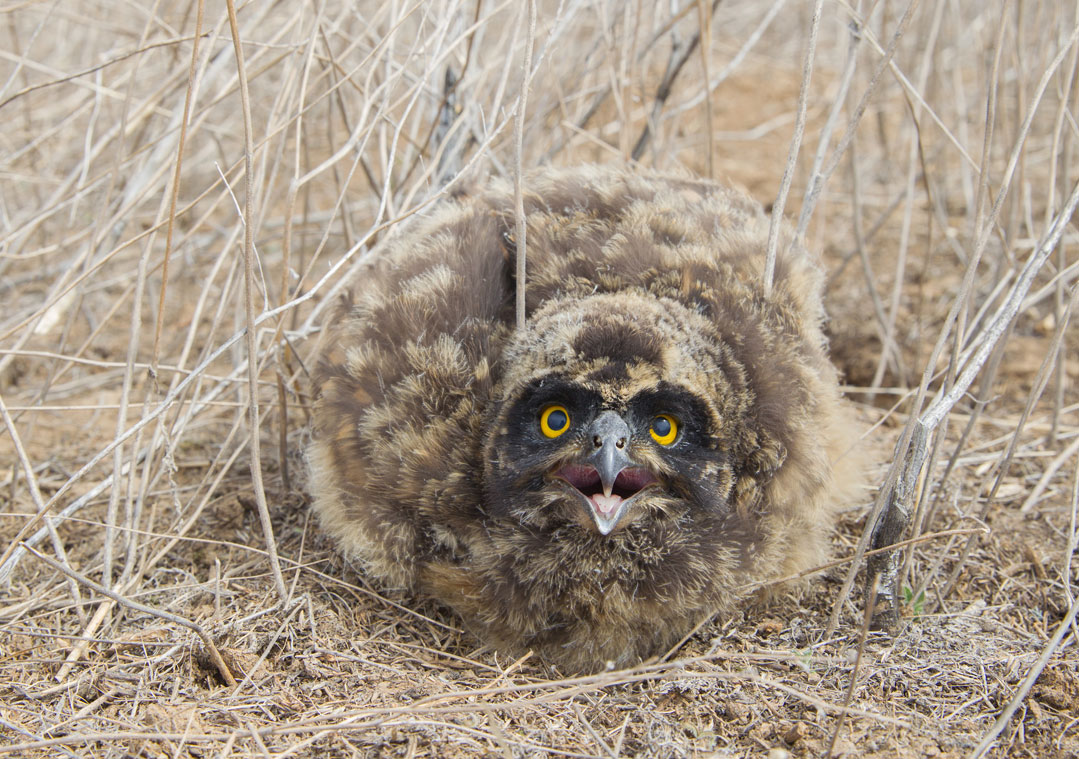 Short-Eared Owlet