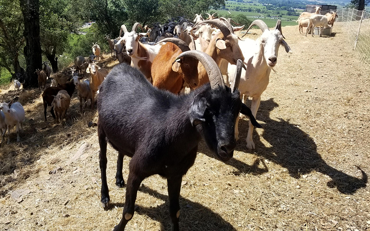 Demand for Grazing Goats Is Growing Like Wildfire