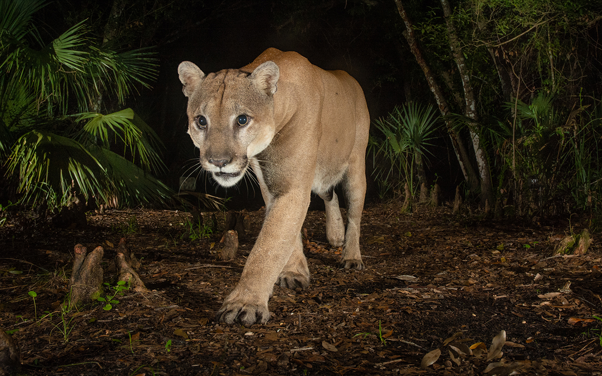 A grayish colored panther lit by the flashbulb of a camera trap, prowling through the darkness. 
