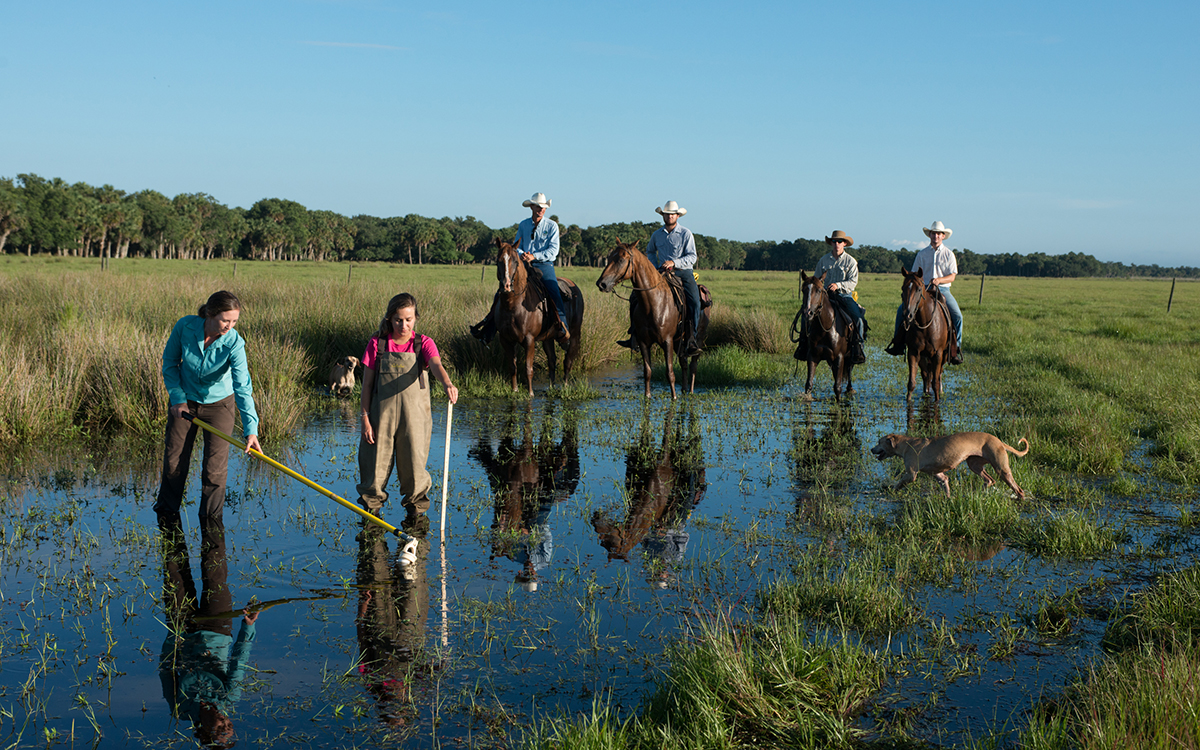 Ecologist Betsey Boughton takes water and core samples from a wetland on Buck Island Ranch, while ranch foreman Gene Lollis and his cow crew look on. 
