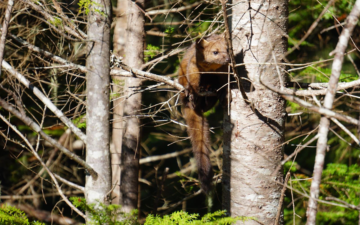 A brownish-red Pacific marten perched in a pine tree, gazing off into the distance