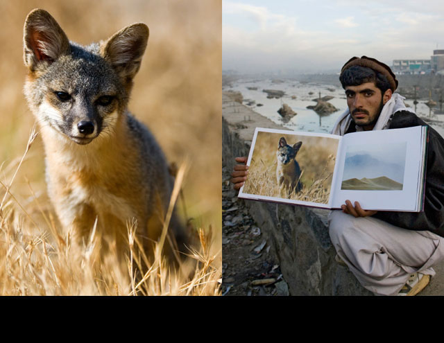 Quadratullah, a schoolteacher in Kabul, Afghanistan, displays photos of a fox on Santa Cruz Island in Channel Islands National Park, and of a sandstorm at Stovepipe Wells Sand Dunes in Death Valley National Park, both in California. Photo by Ian Shive (le