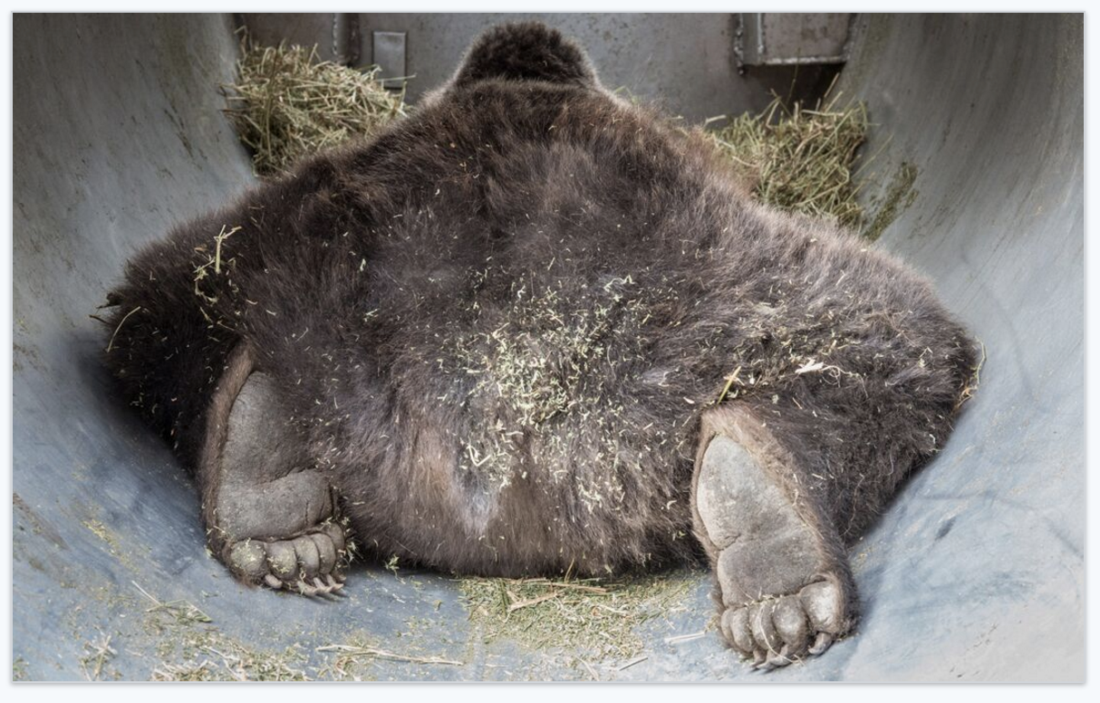 A sedated, 412-pound grizzly is returned to a culvert trap after biologists took measurements, completed a health check, and installed a radio collar to track the bear’s movements. The grizzly was released in a remote location the next day. 