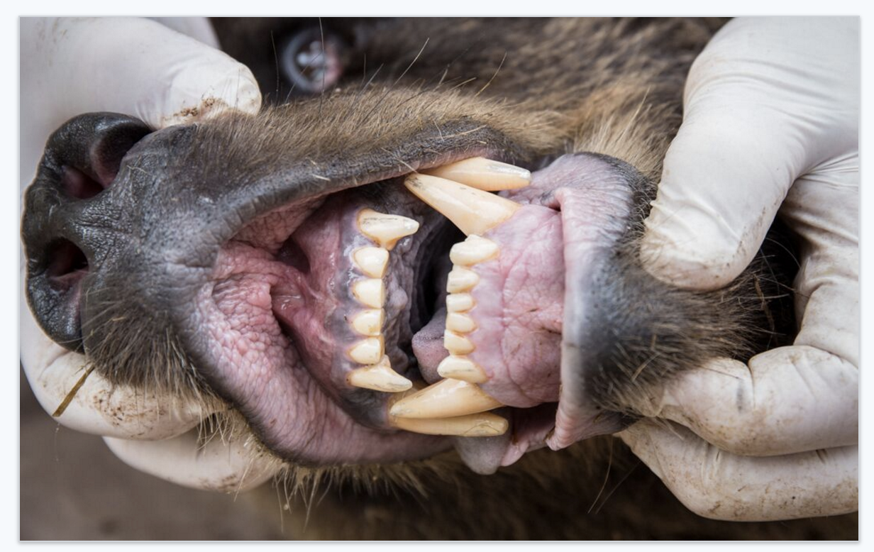 A bear biologist inspects the teeth of a five-year-old grizzly. Bear biologists can measure the age of a bear by the length of its teeth.