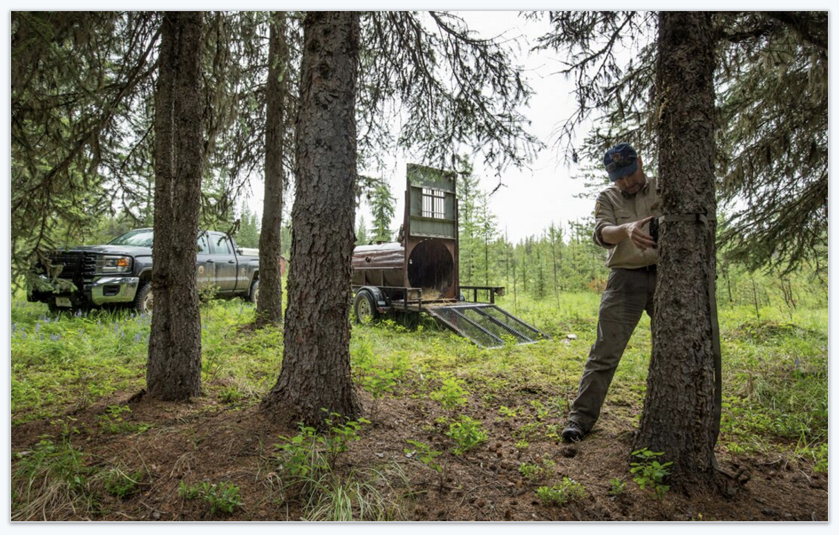 Montana grizzly bear biologist Tim Manley adjusts the motion-activated camera near a bear trap. 