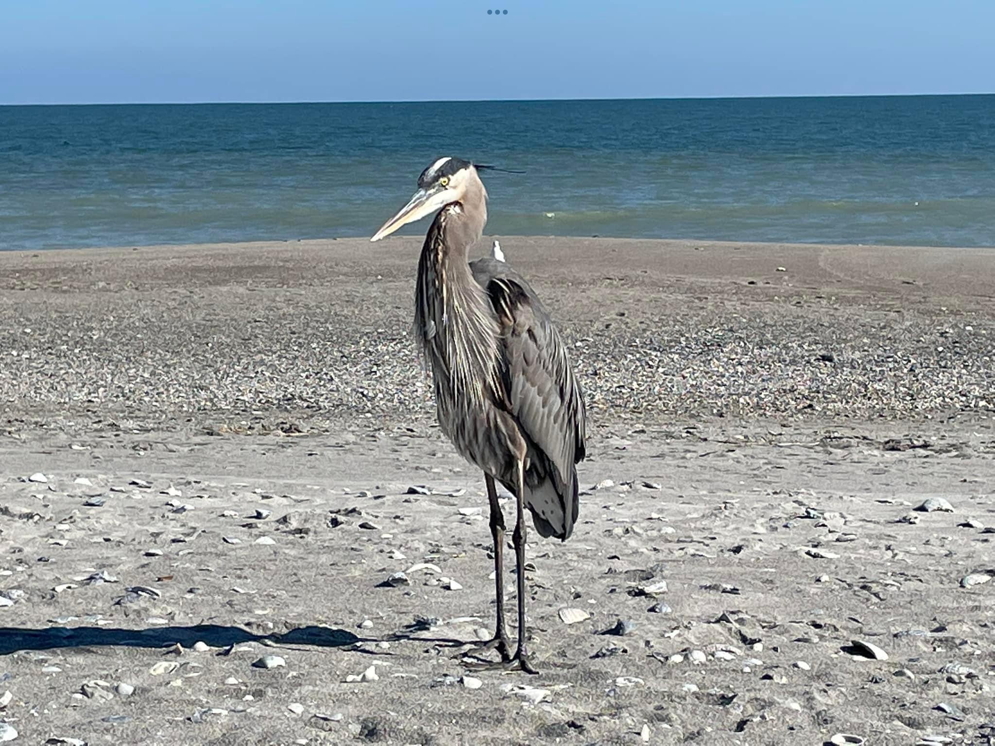 Great Blue Heron on the Beach