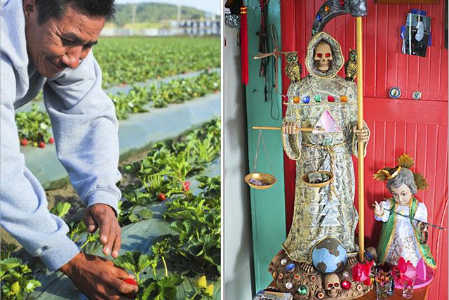 Left: The neighboring Central Coast towns of Watsonville and Salinas, where Sabino and his wife work, produced nearly 90 million trays of strawberries last year, roughly half of California's total output. Right: A tribute to el Santo de Los Muertos, or th