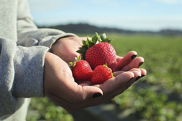 Fresas mas grande pero mas peligroso,' says Sabino of the strawberries that are grown farther away from his home: Bigger strawberries but more dangerous.' 