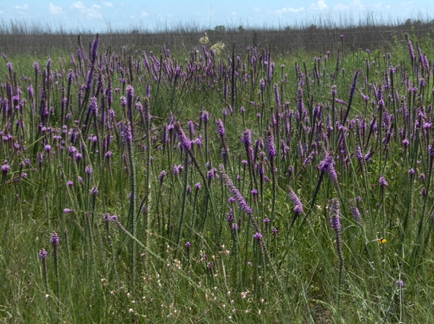 Why Planting Native Matters