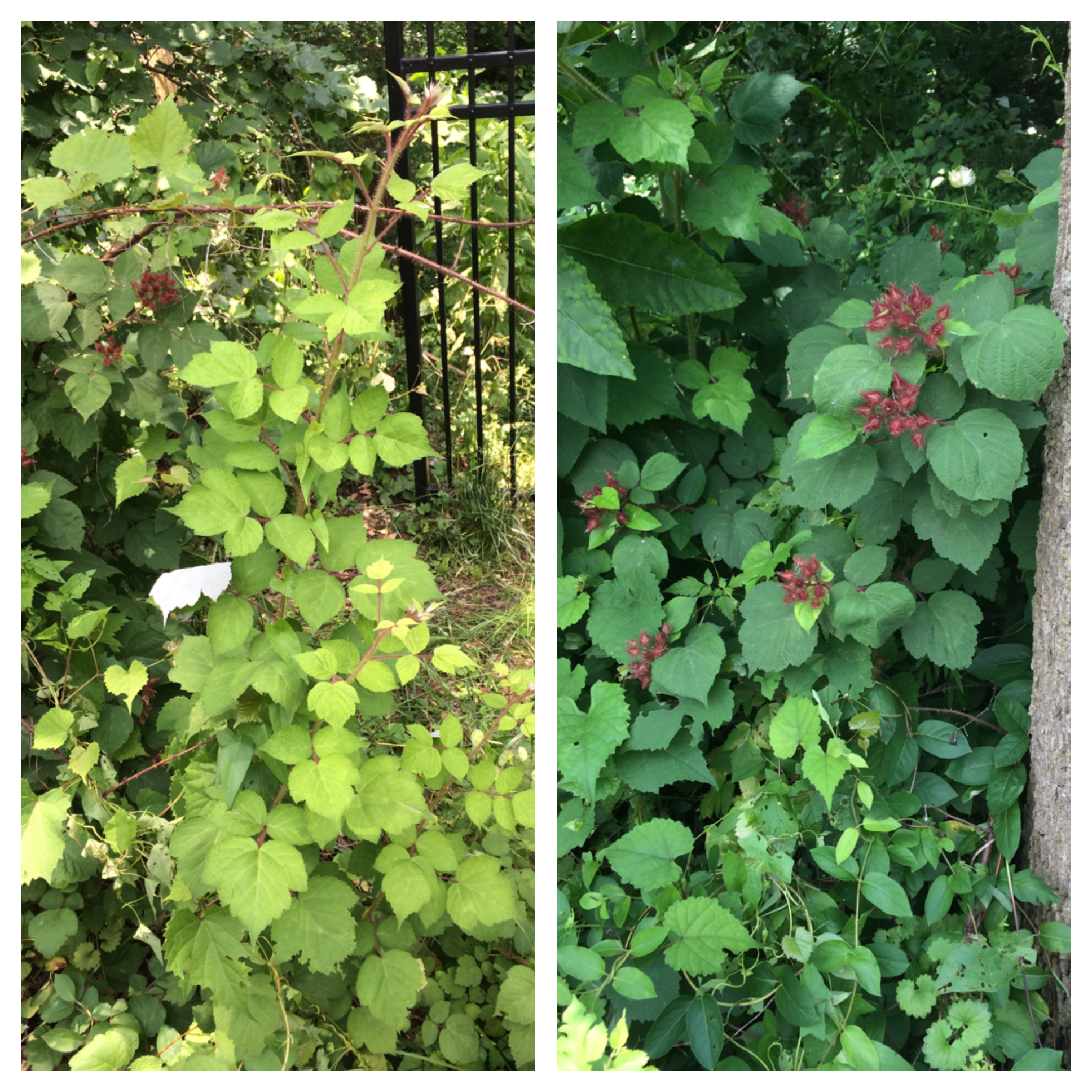 Invasive Plant Removal Outings Sierra Club
