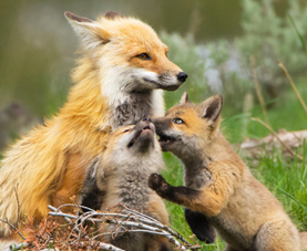 A fox and her kits