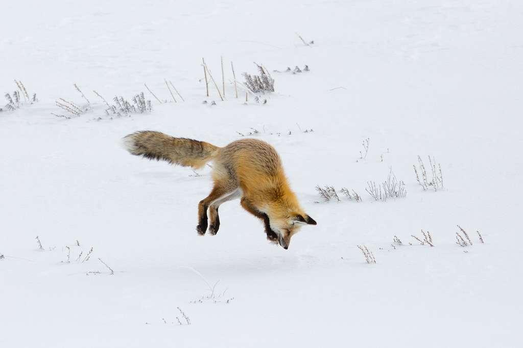 Winter Hunting. Photo credit: National Parks Gallery, NPS/Neal Herbert