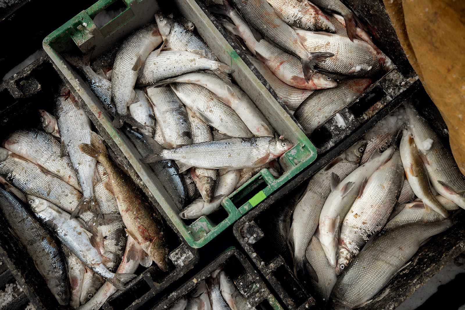 Trays of whitefish.