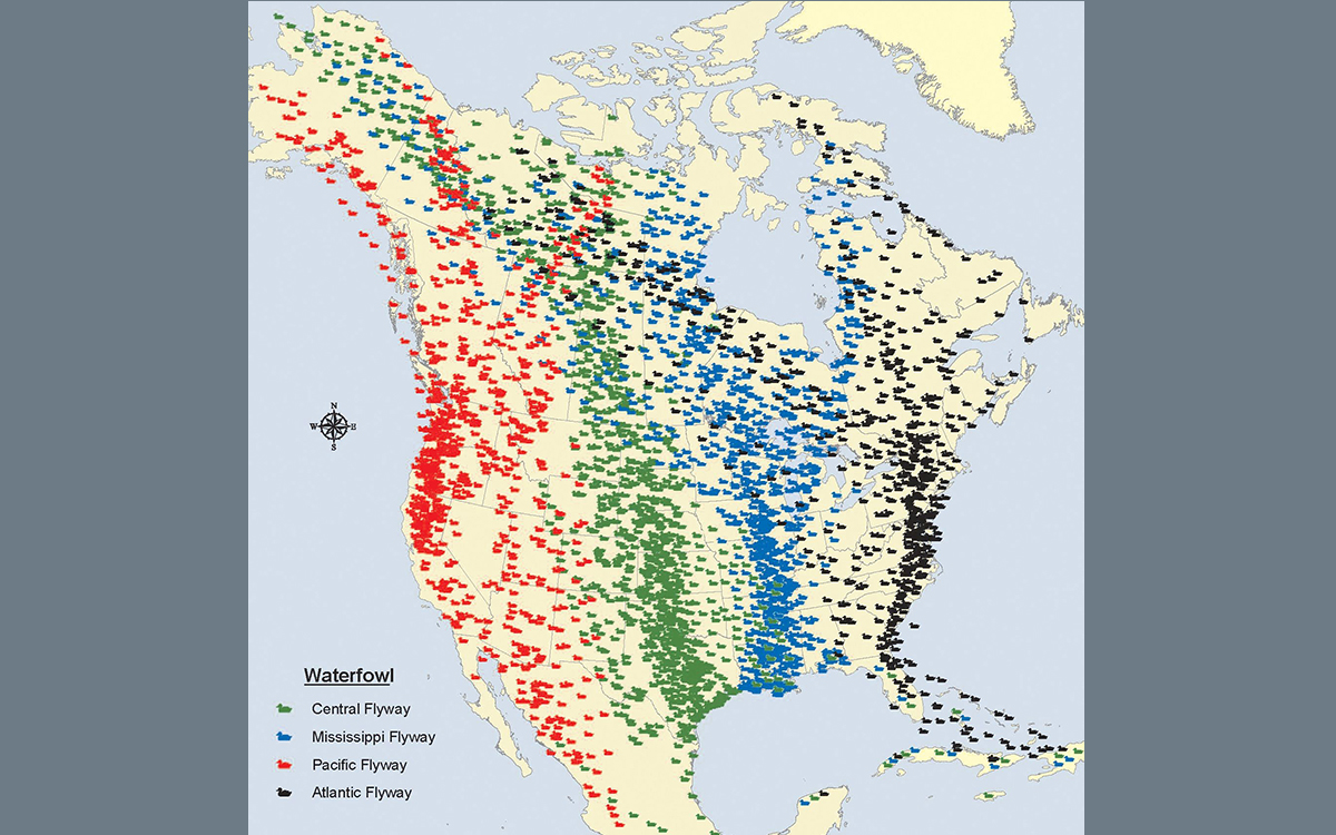 Migratory bird flyways in North America