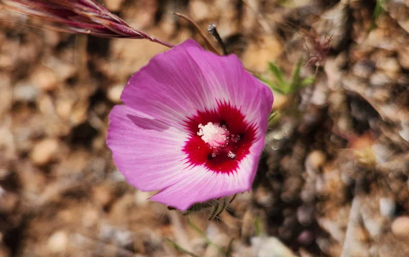 Molok Luyuk Flower