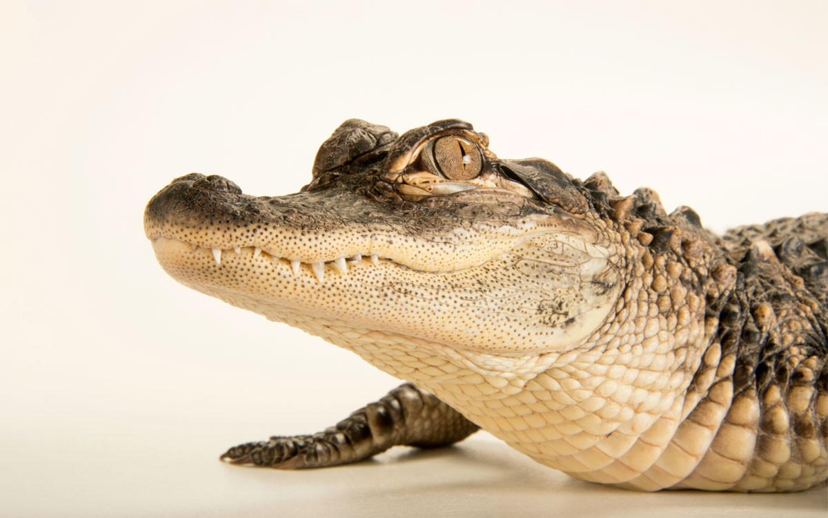 Close-up of the front half of an American alligator