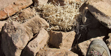 Relatives of the hare and rabbit, pikas live in talus piles they provision with plants such as sagebrush, juniper, and ephedra.