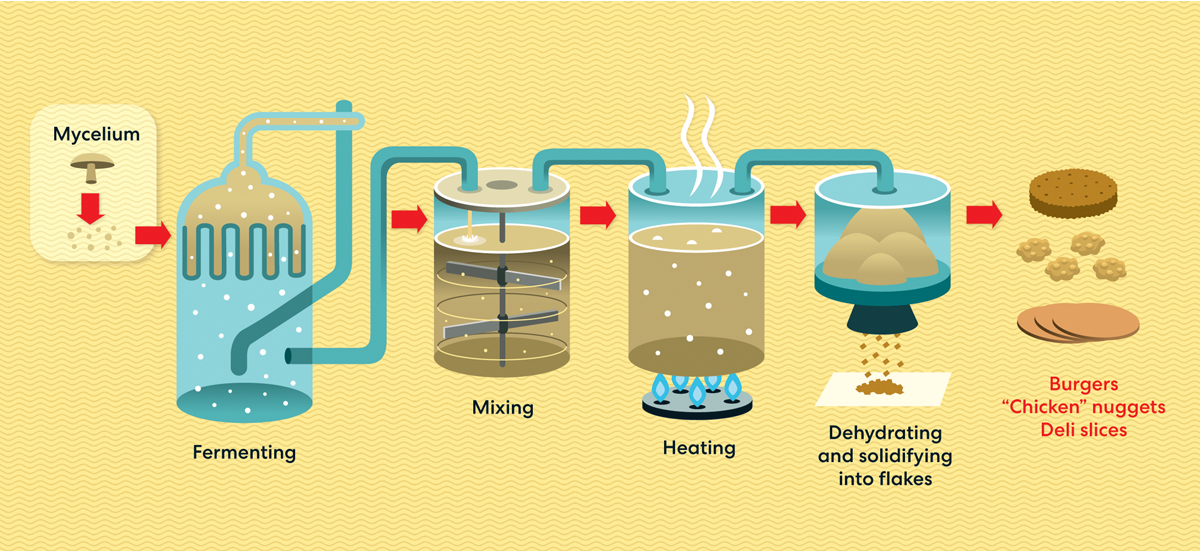 Illustration shows mycelium in tanks and turning into meat equivalents.