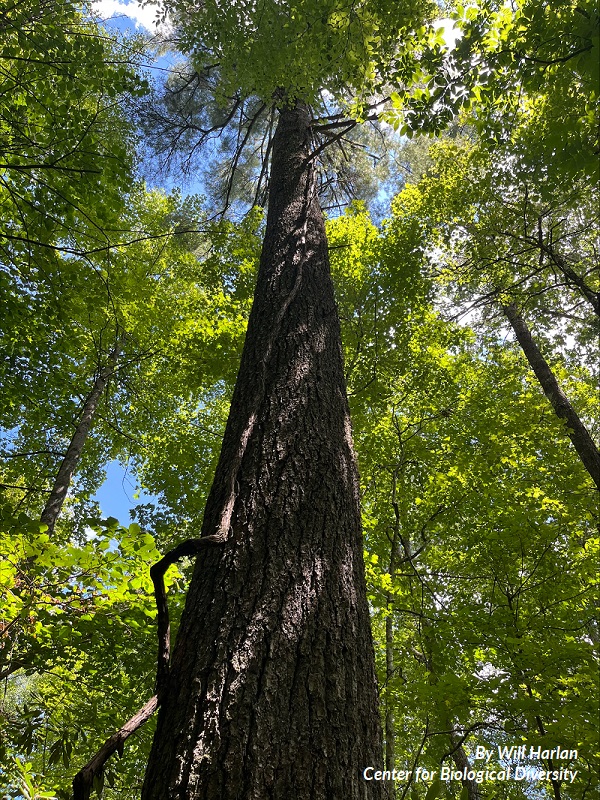 A tree in the Nantahala National Forest towers over the photographer, Will Harlan of the Center for Biological Diversity