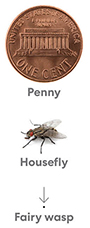 fairy wasp size comparison