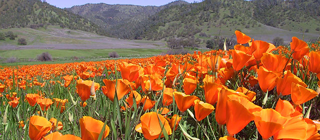 Poppies at Berryessa National Monument