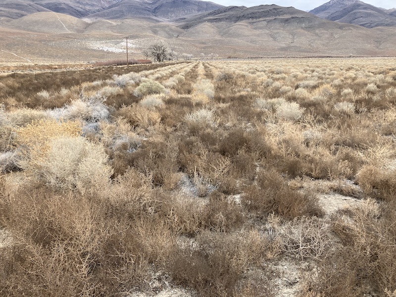 photo of Laws 94 mitigation project