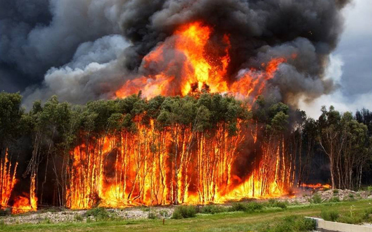 Photo courtesy FWC