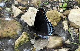 Red-Spotted Purple butterfly puddling. Photo credit: Bob Suchanek