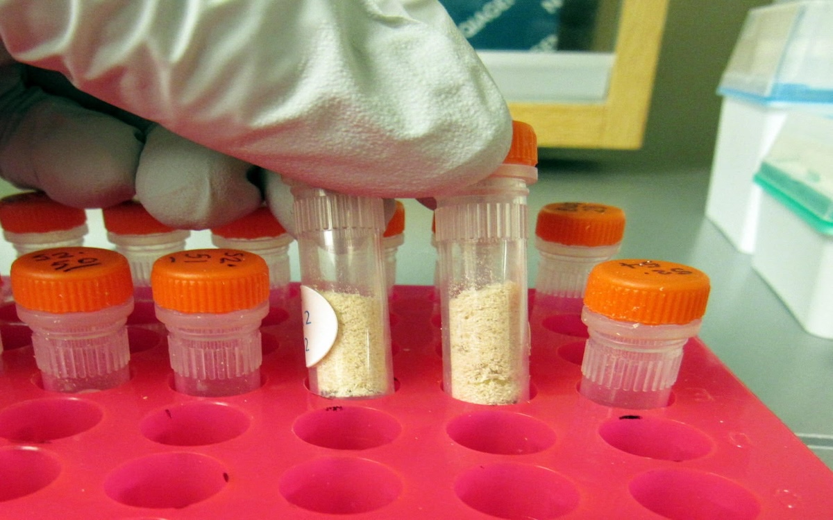 Photo courtesy of Rich Cronn