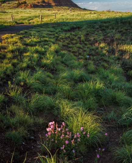 green prairie and red rocks in distance