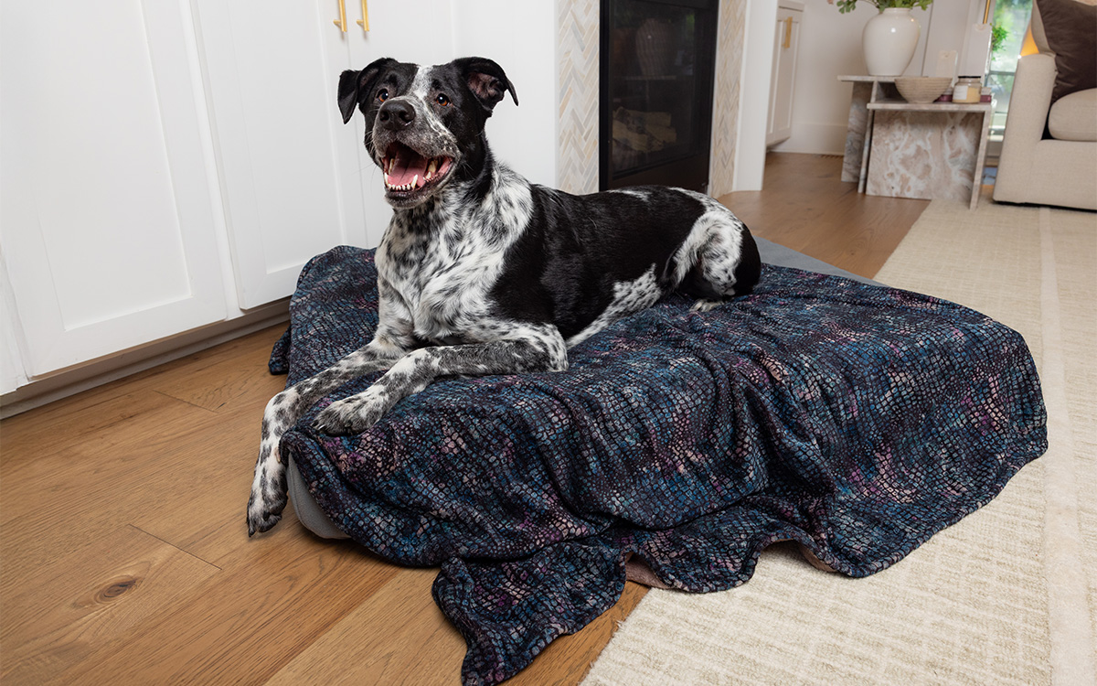 Photo courtesy of Blue Toby Sustainable Pet Products 