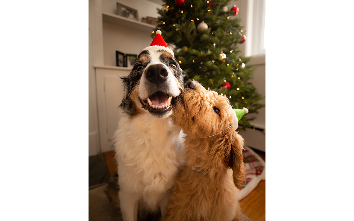 Photo courtesy of Modern Beast