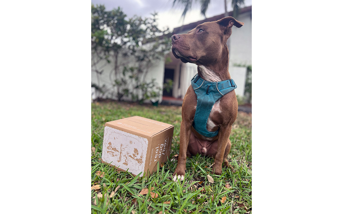 Photo courtesy of Real Dog Box