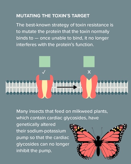 Illustration courtesy of Knowable Magazine