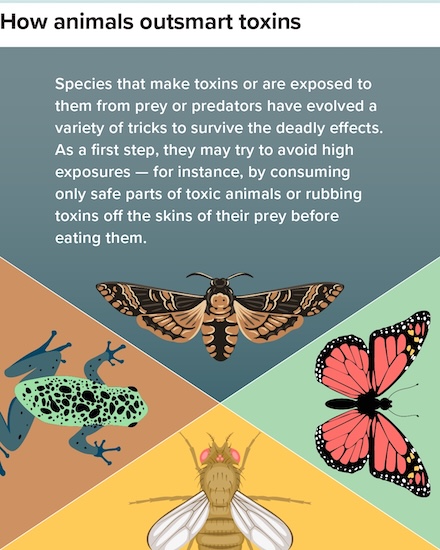 Illustration courtesy of Knowable Magazine