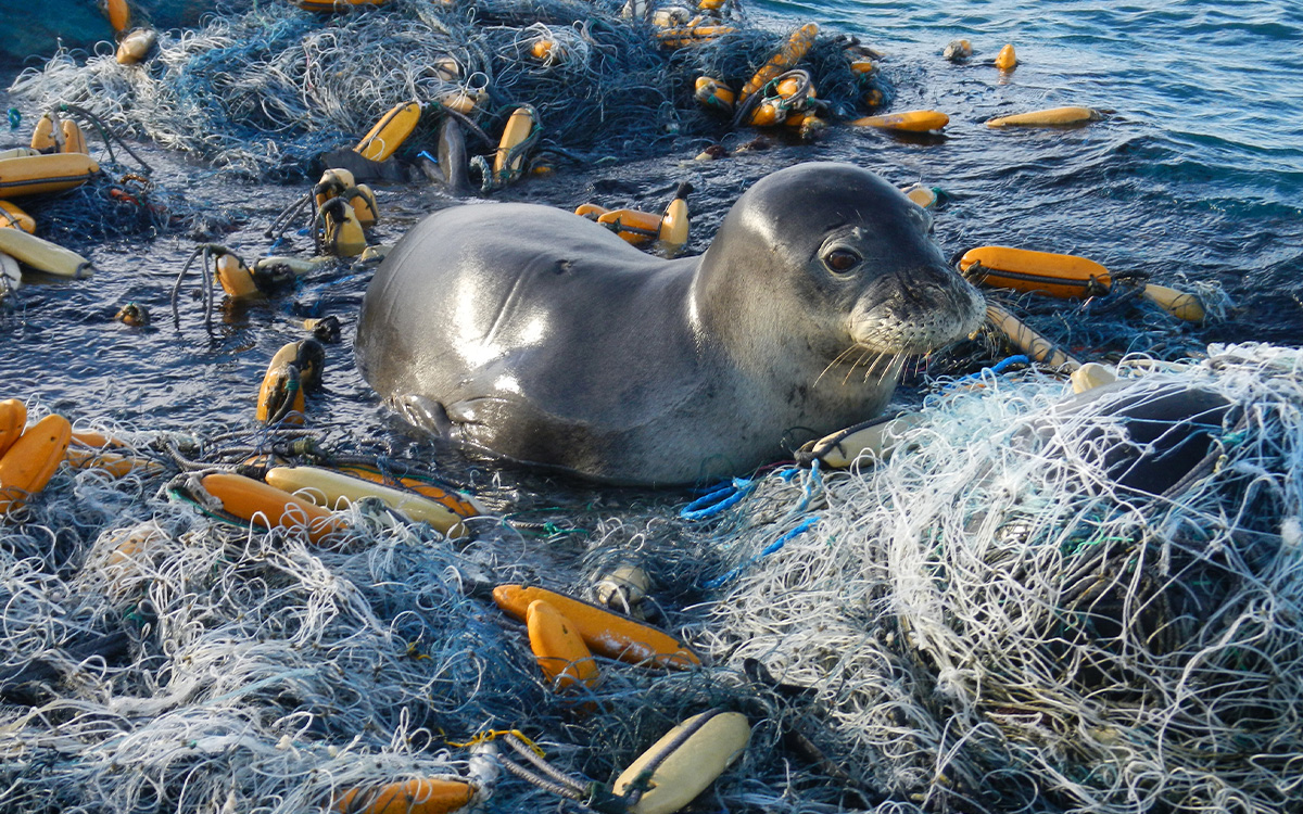  Flickr photo by the Marine Debris Team of the NOAA Coral Reef Ecosystem Program