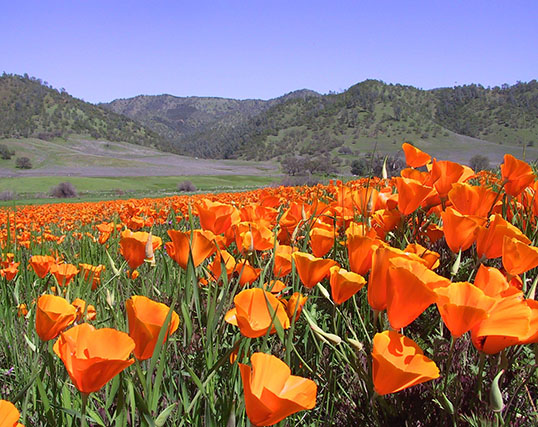 Poppies at Lake Berryessa National Monument