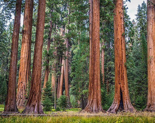 Redwood forest