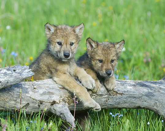 Gray wolf cubs