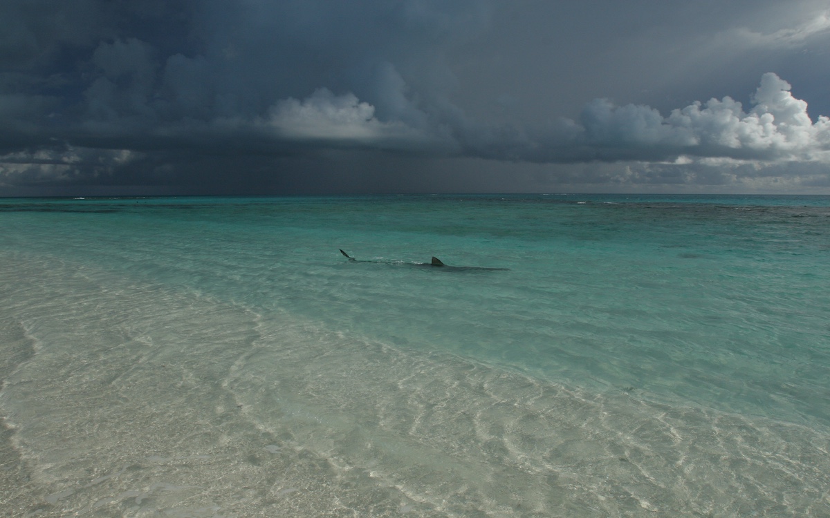 Photo by Joe Spring/NOAA