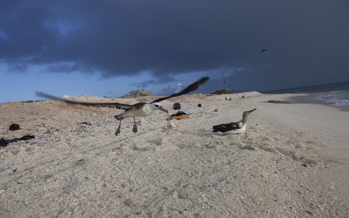 Photo by Joe Spring/NOAA