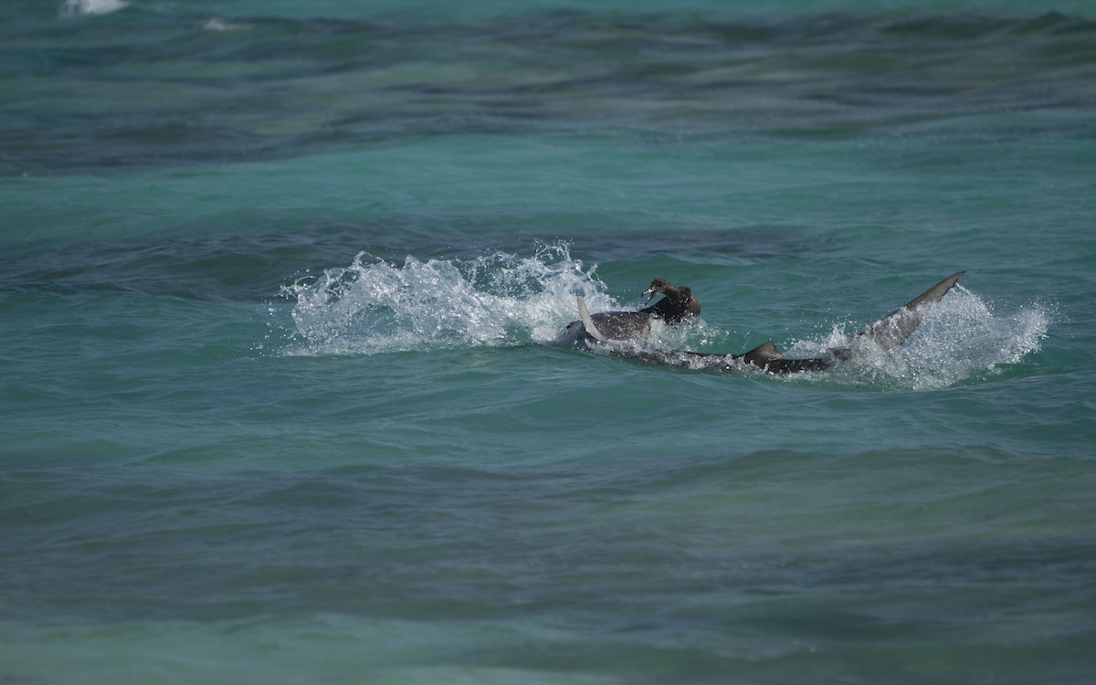 Photo by Joe Spring/NOAA