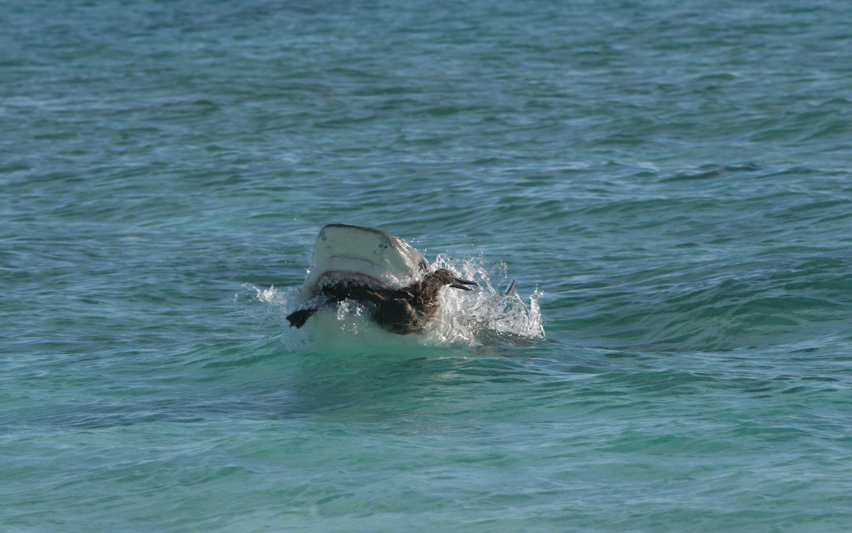 Photo by Joe Spring / NOAA