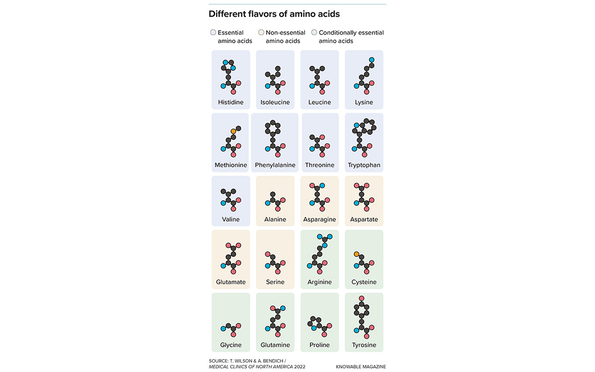 Illustration courtesy of Knowable Magazine