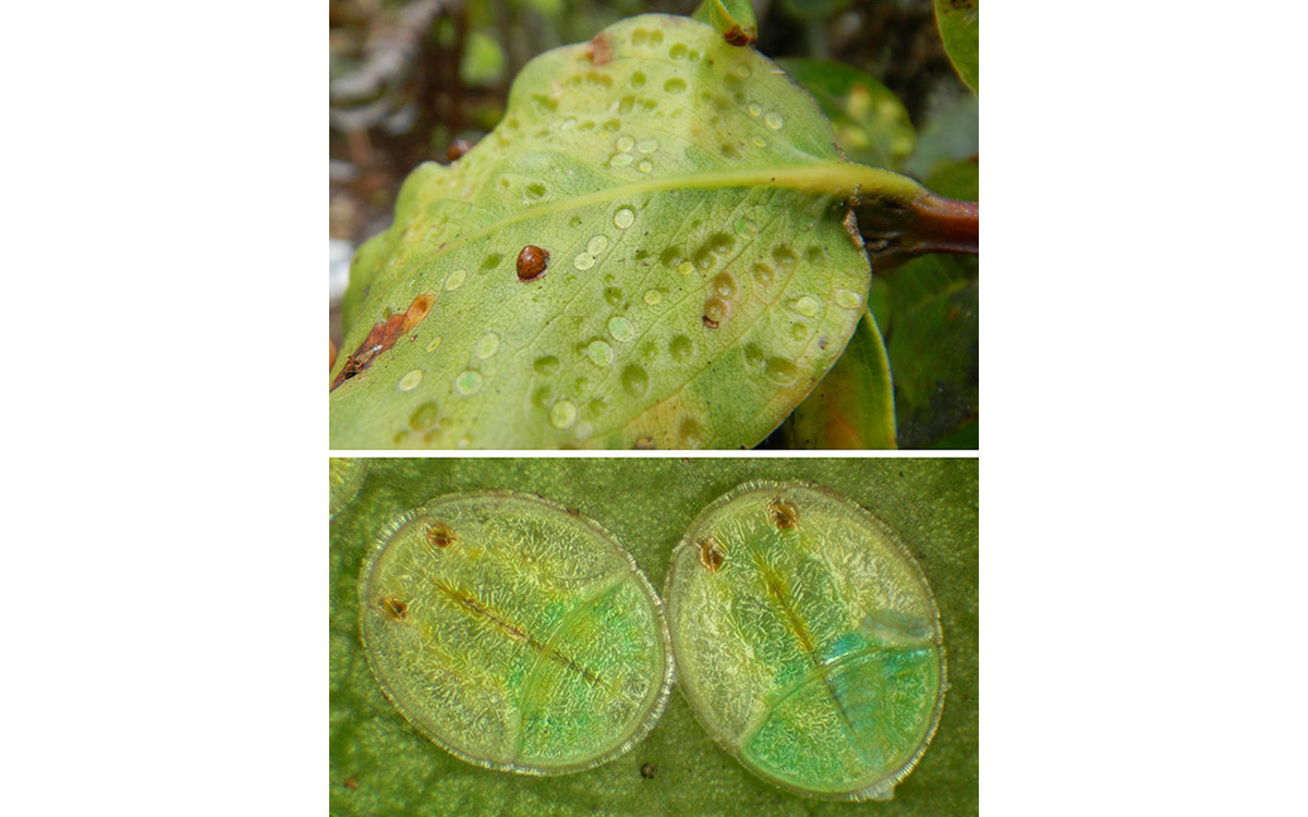 Photo courtesy of Knowable Magazine