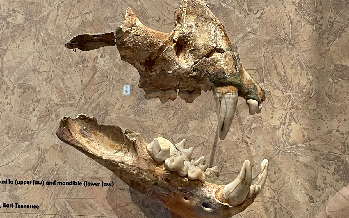 Photo by Riley Black