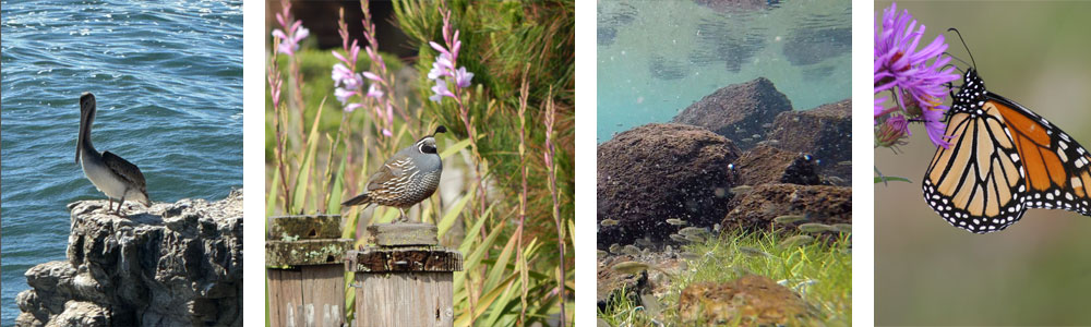 A few California species in their habitats.
